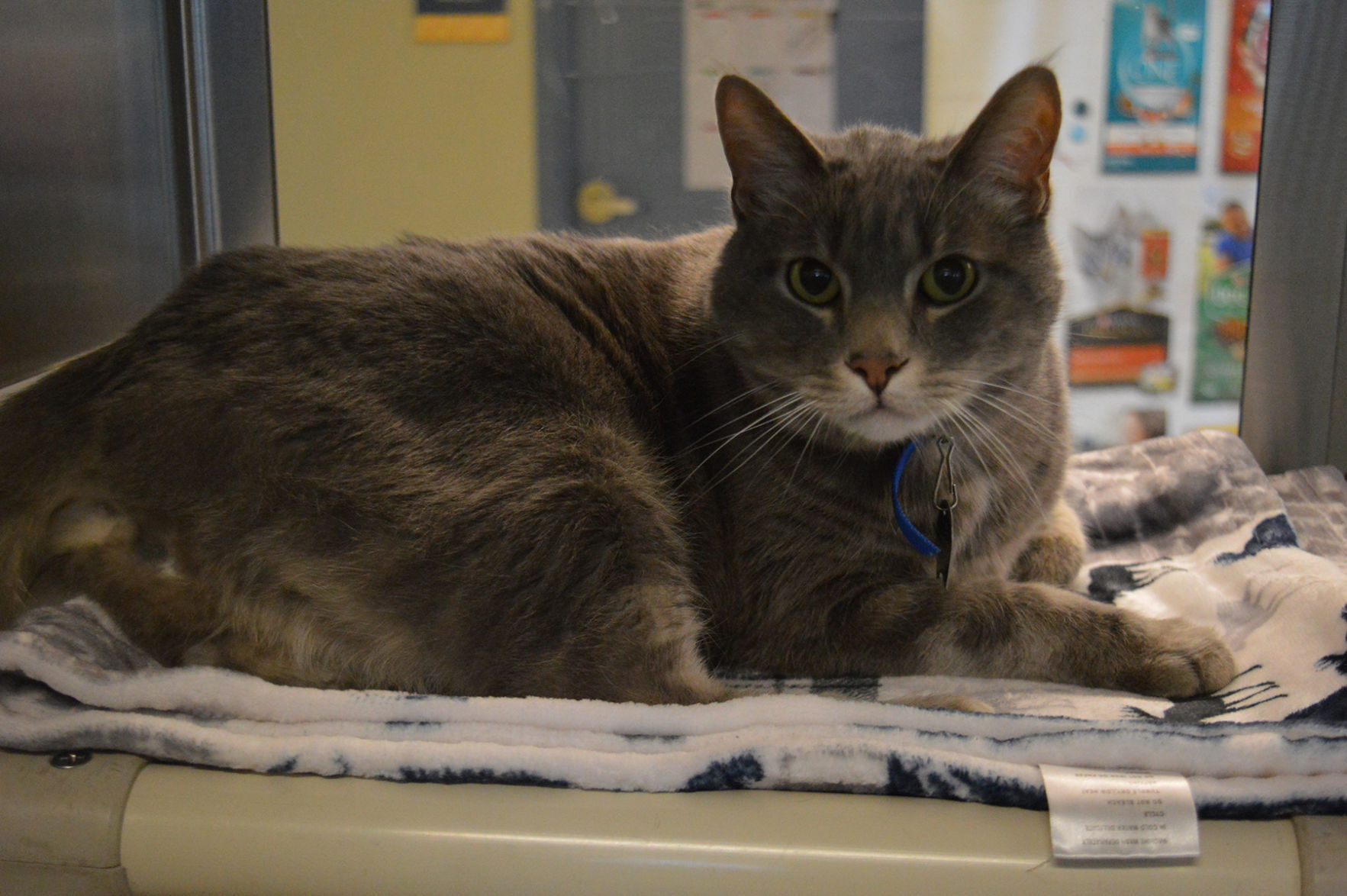 Pet of the Week: Nibbles